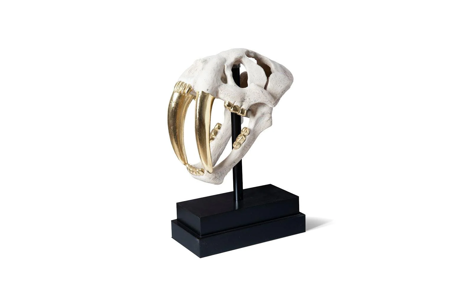 Saber Tooth Tiger Skull, Roman Stone - Remutear