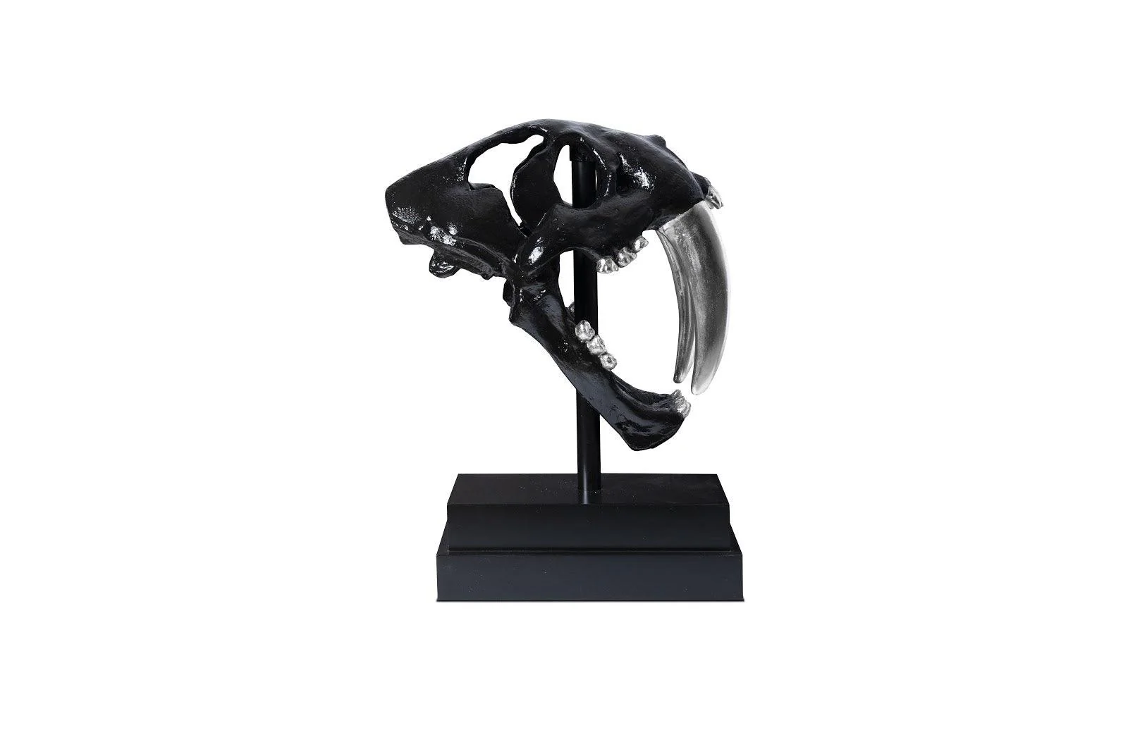 Saber Tooth Tiger Skull, Black - Remutear