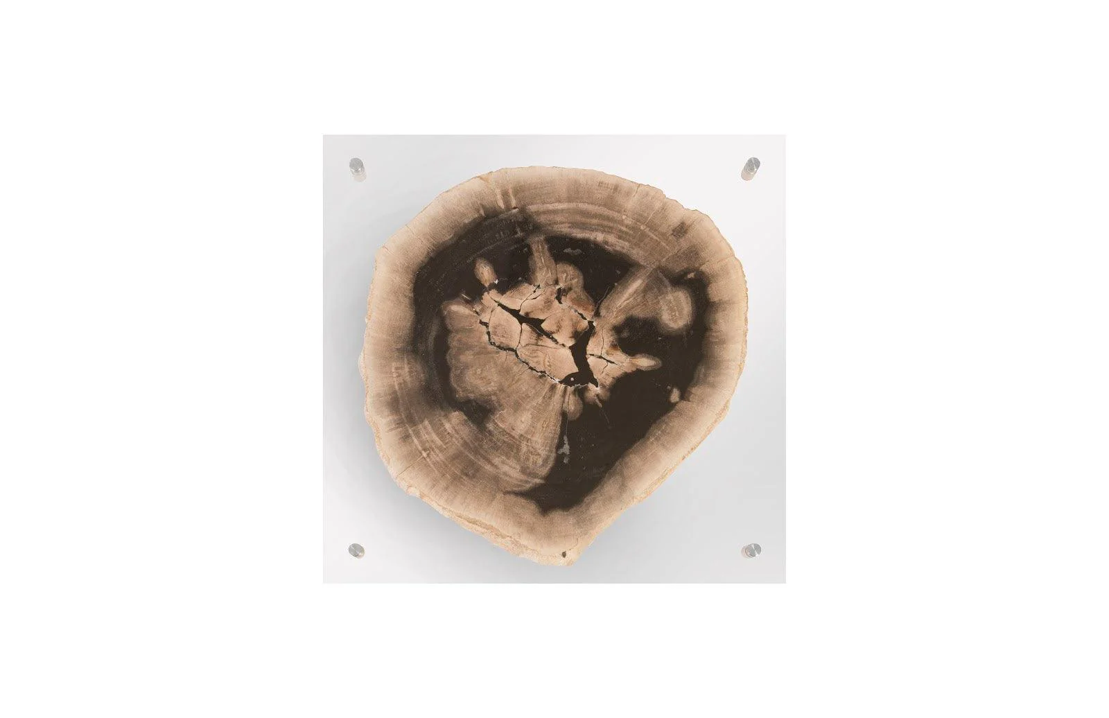 Floating Petrified Slice Wall Art, Assorted - Remutear