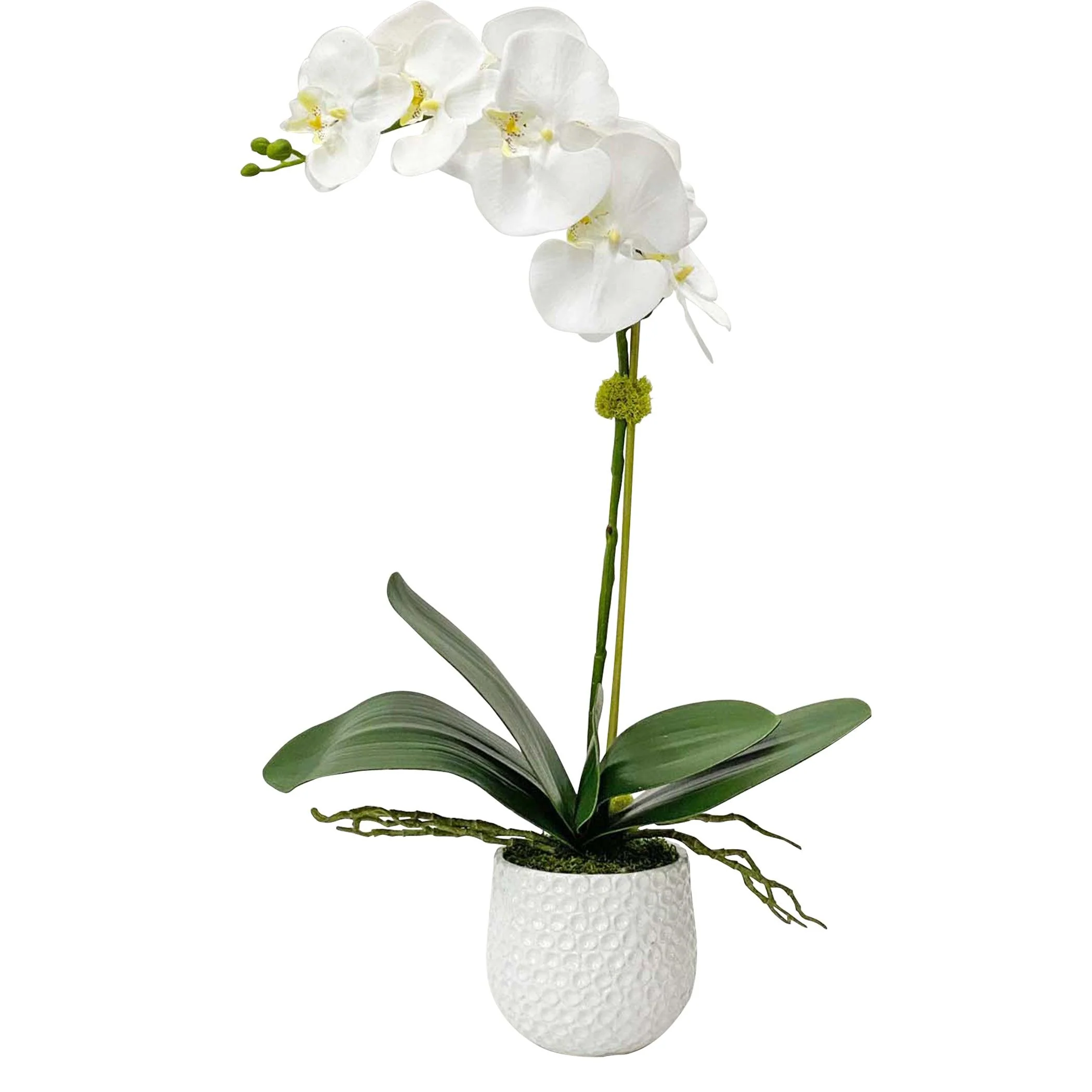 CAMI WHITE ORCHID - Remutear