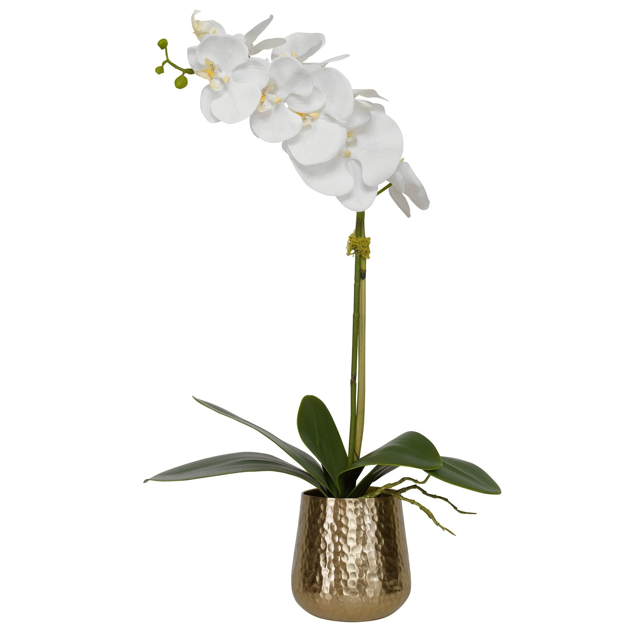 CAMI ORCHID WITH BRASS POT - Remutear