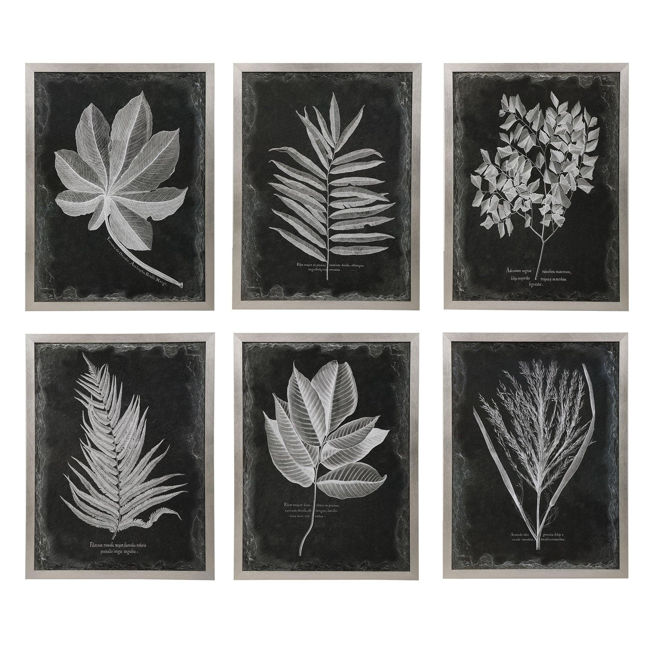 FOLIAGE FRAMED PRINTS, SET OF 6 - Remutear