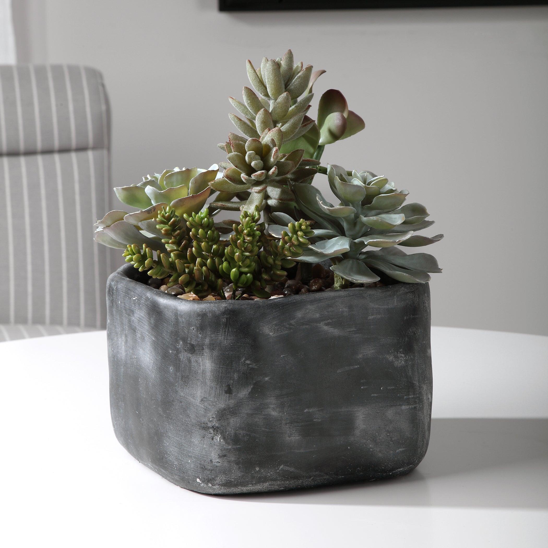 Alverio Desert Garden Succulents - Remutear