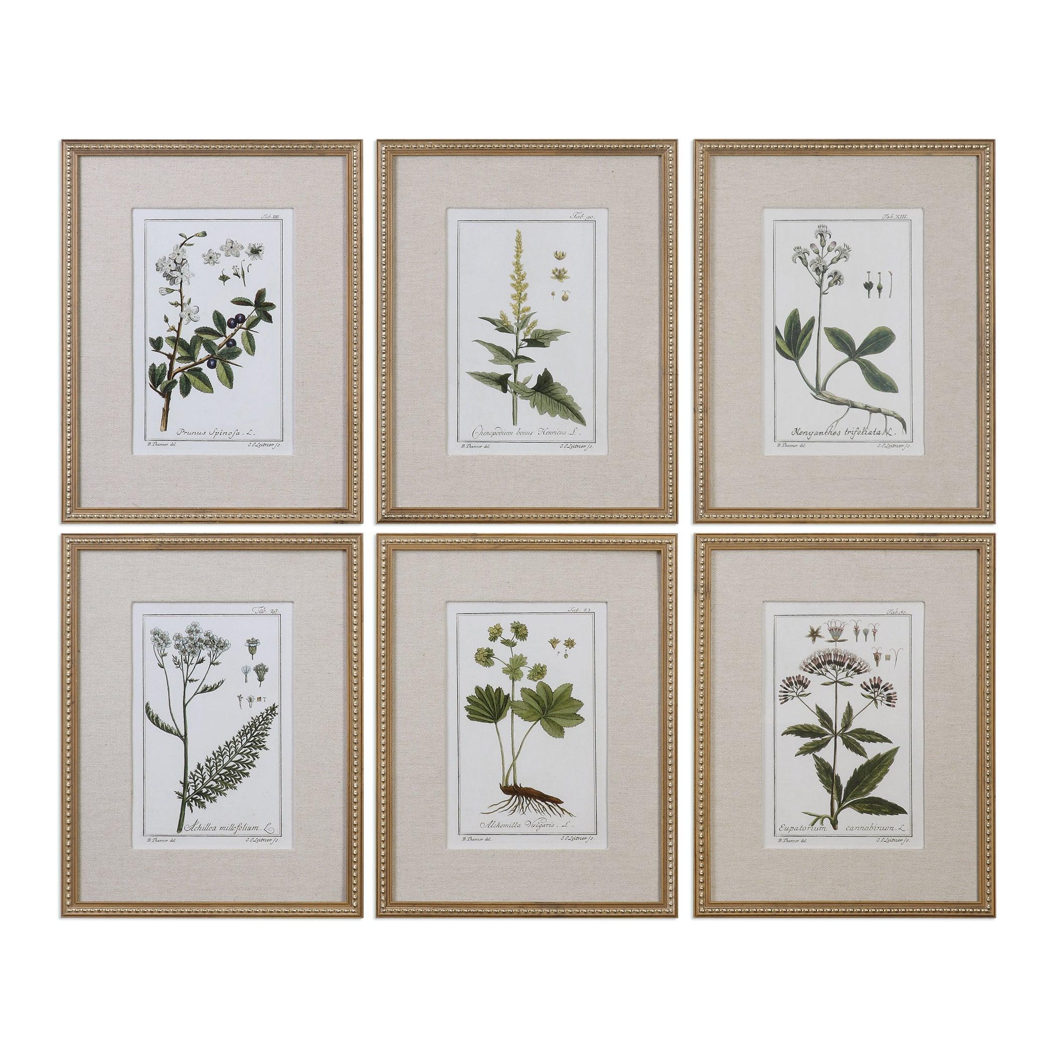 GREEN FLORAL BOTANICAL STUDY PRINTS SET OF 6 - Remutear