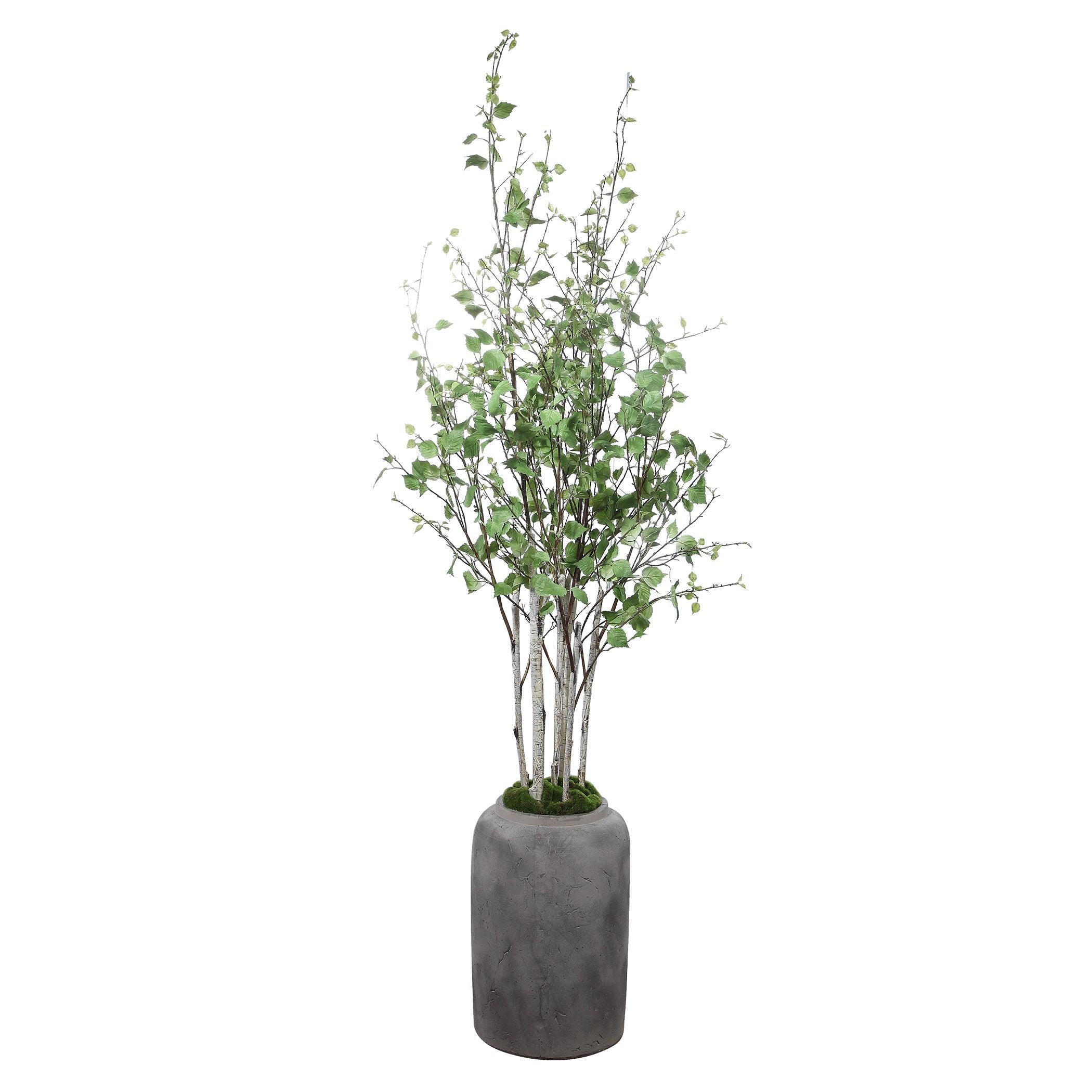 ALDIS POTTED RIVER BIRCH - Remutear