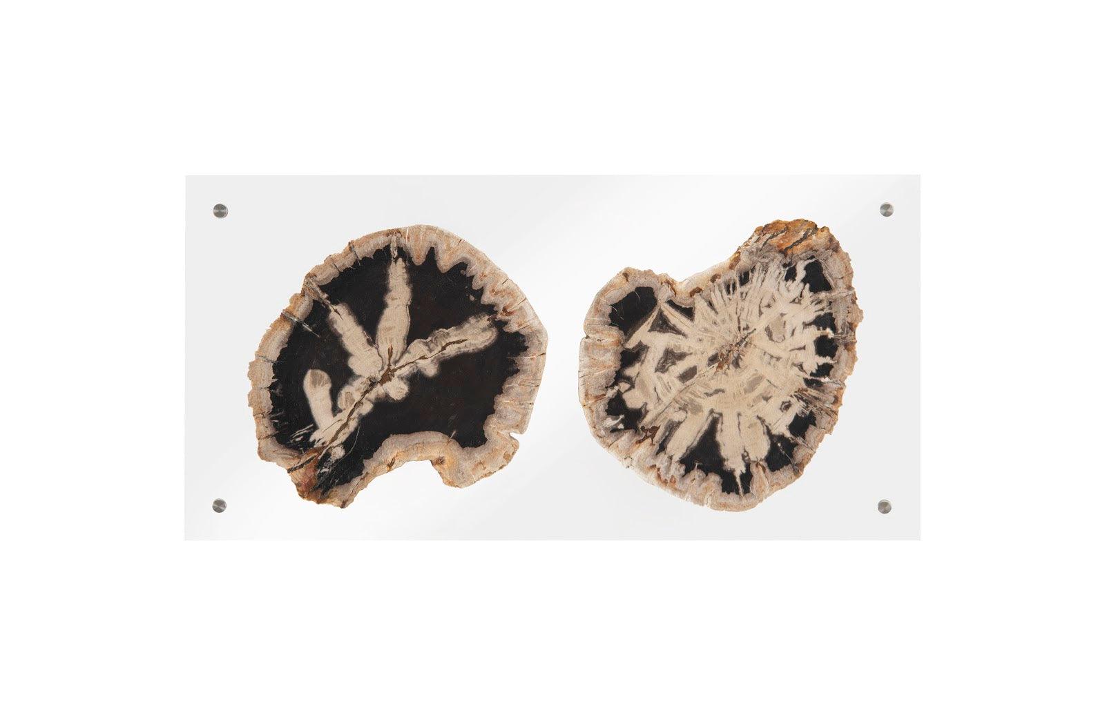 Floating Petrified Double Slice Wall Art - Remutear