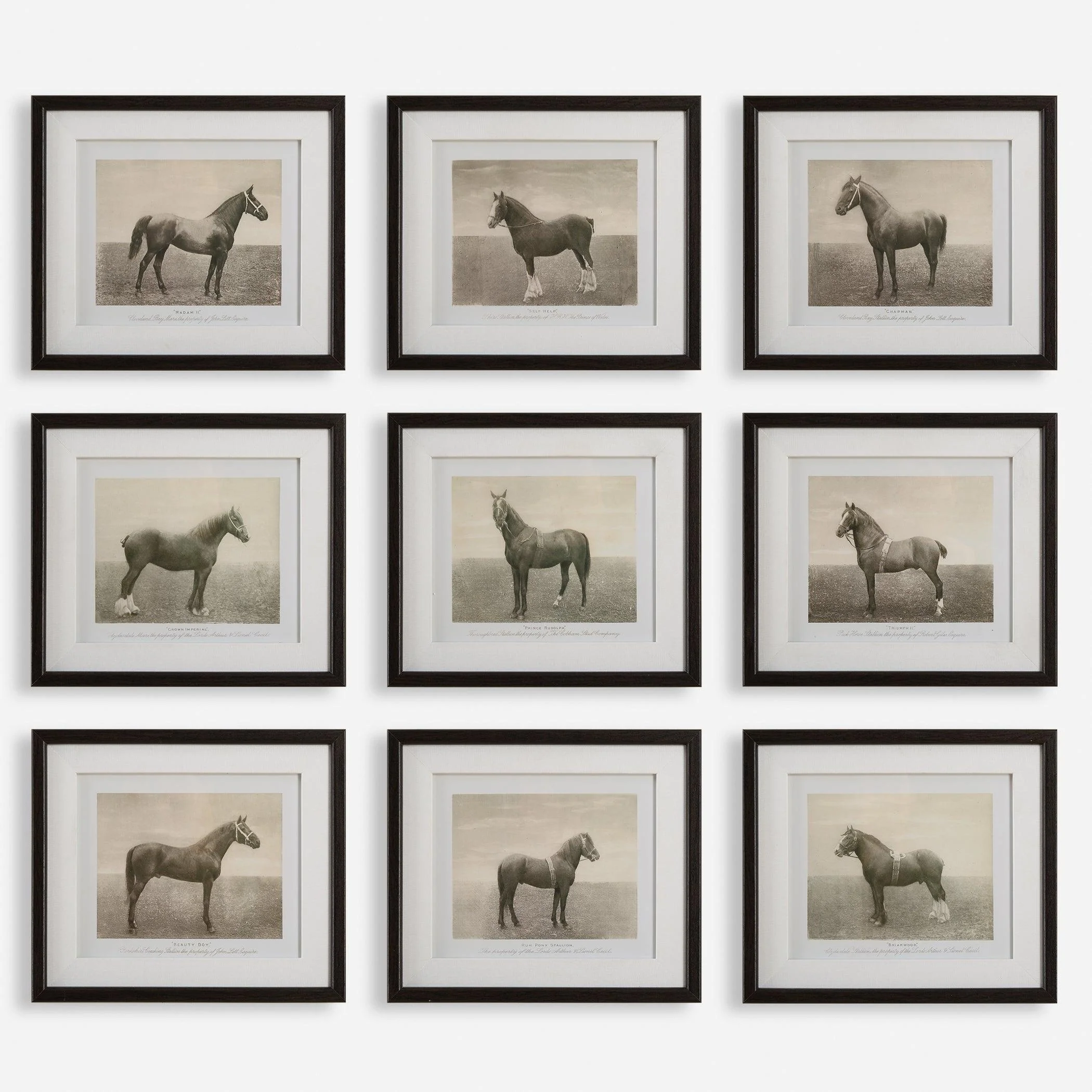 Equine Dynasty Framed Prints, S/9 - Remutear