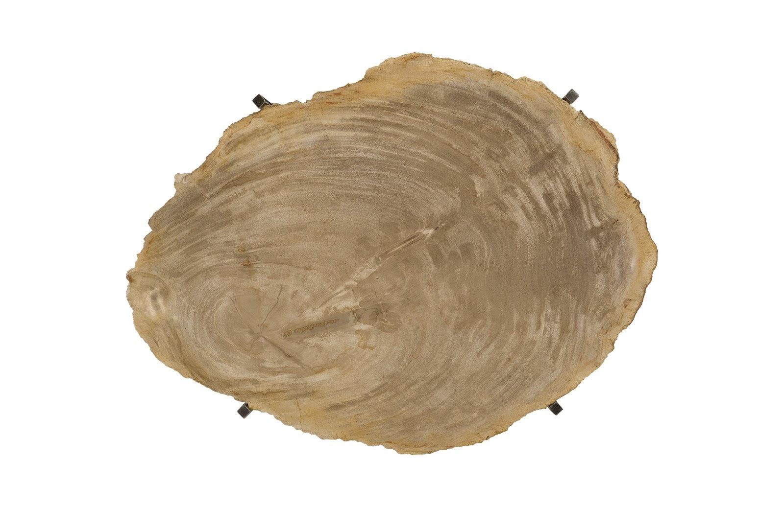 Petrified Wood Tray, Stainless Steel Base, Assorted Styles and Sizes - Remutear