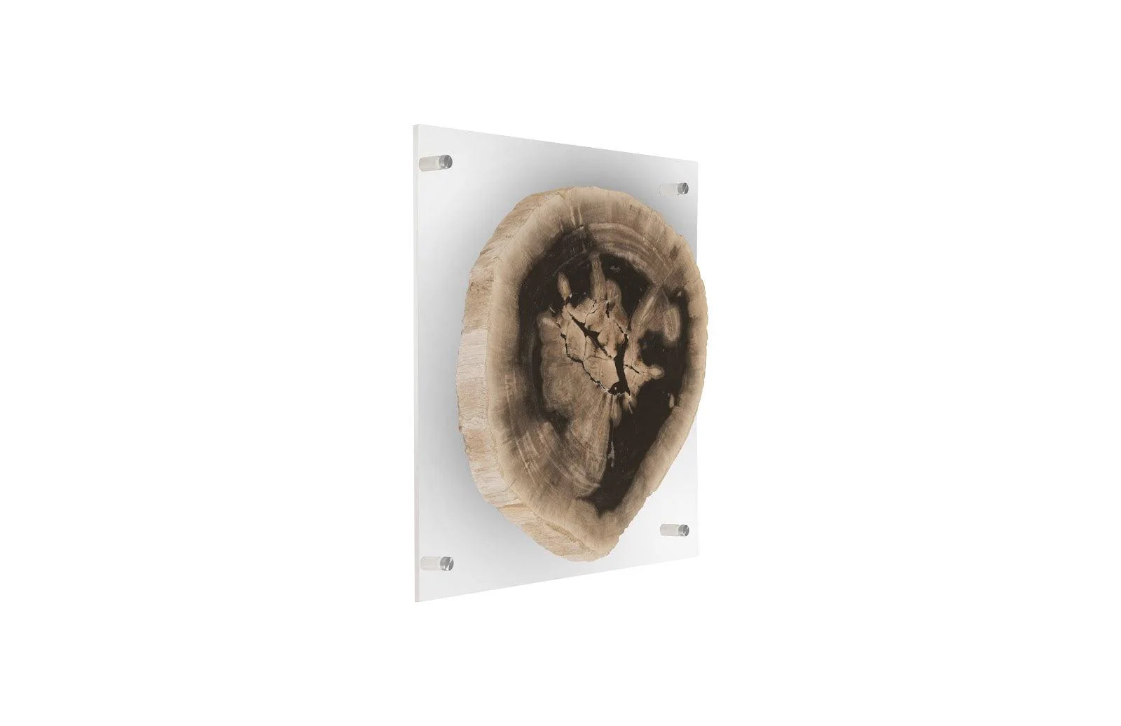 Floating Petrified Slice Wall Art, Assorted - Remutear