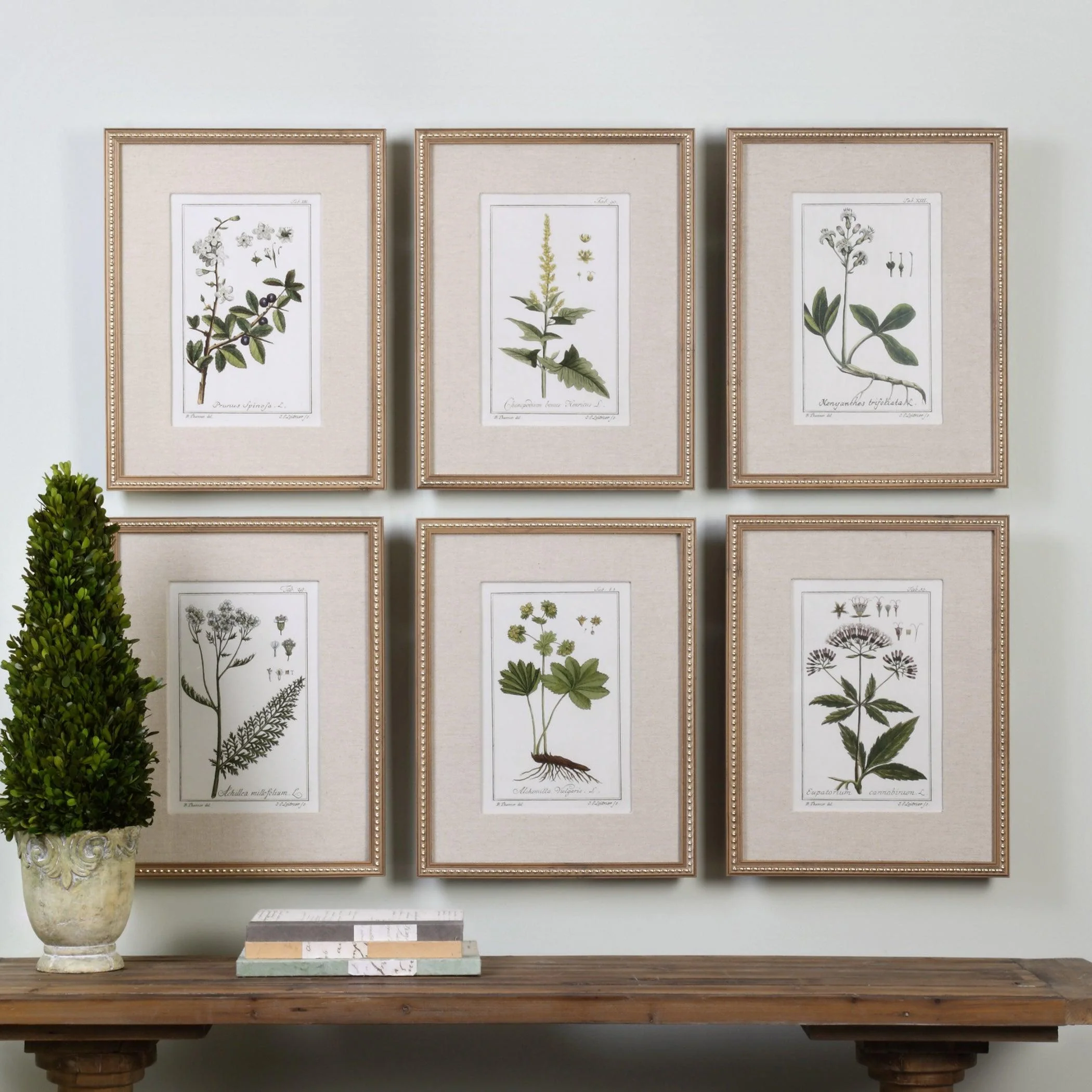 GREEN FLORAL BOTANICAL STUDY PRINTS SET OF 6 - Remutear