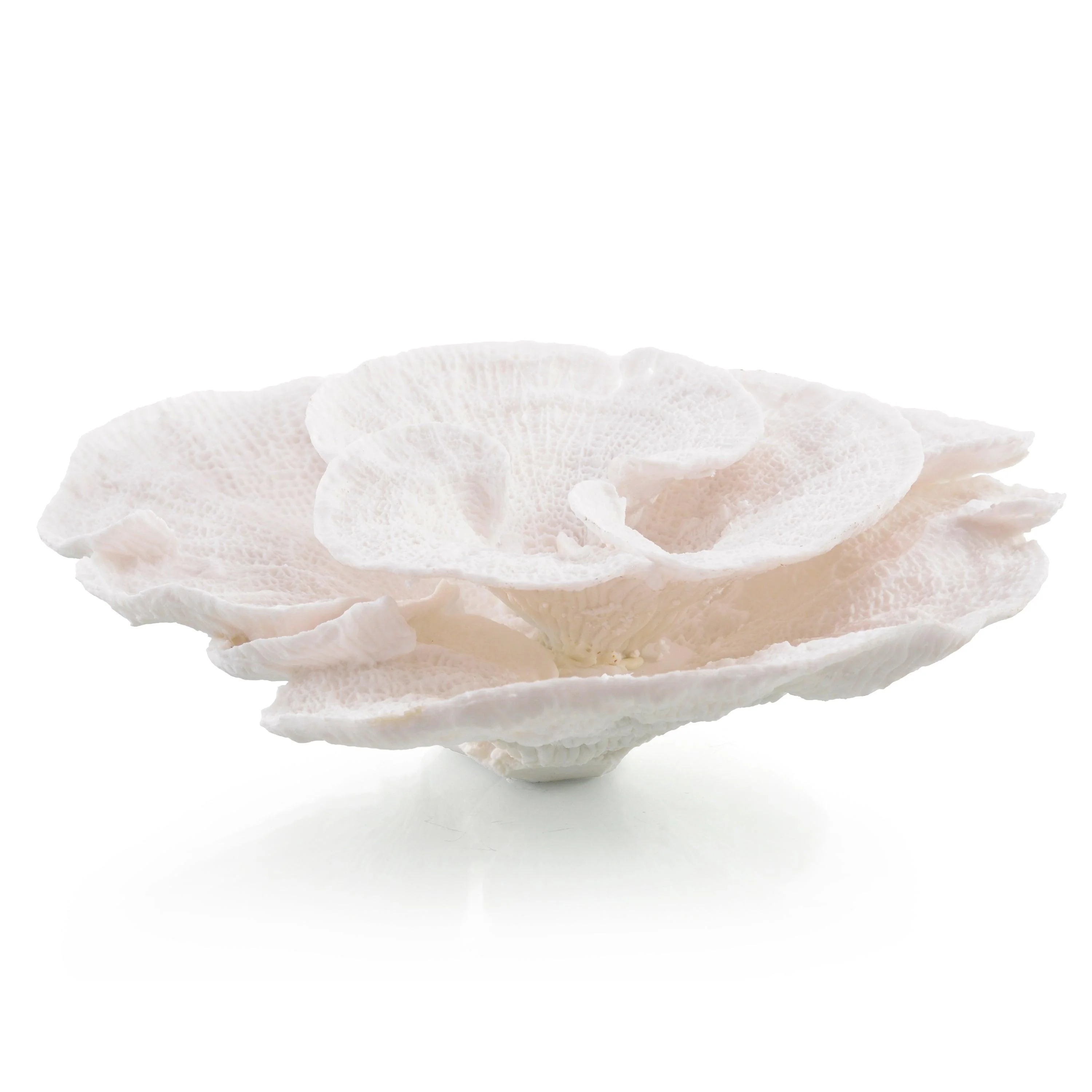 Foliose Coral - Remutear
