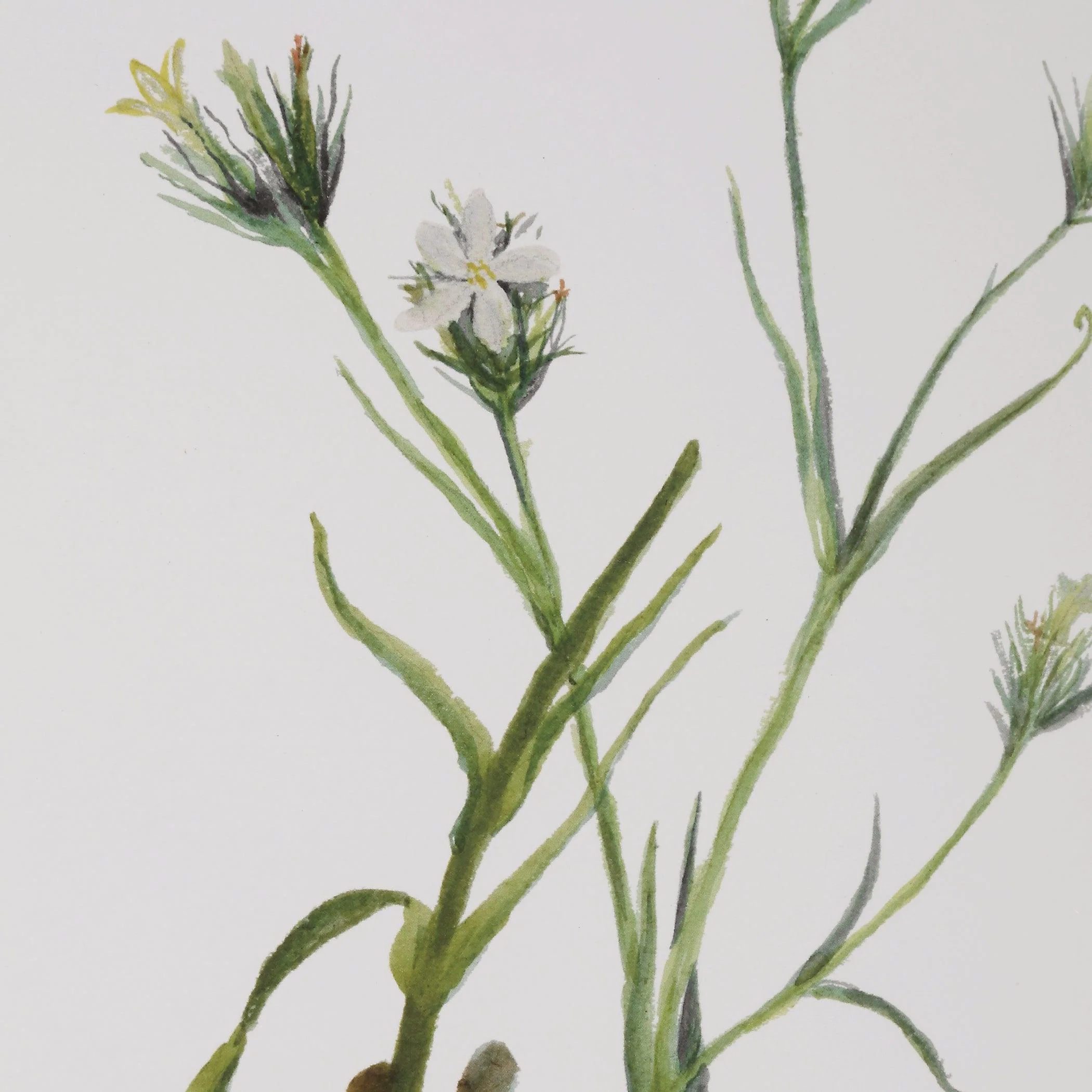 Botanical Flowers Framed Prints, S/9 - Remutear