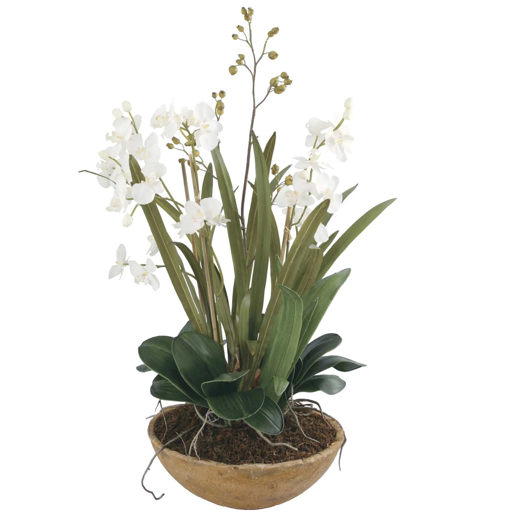 MOTH ORCHID PLANTER - Remutear