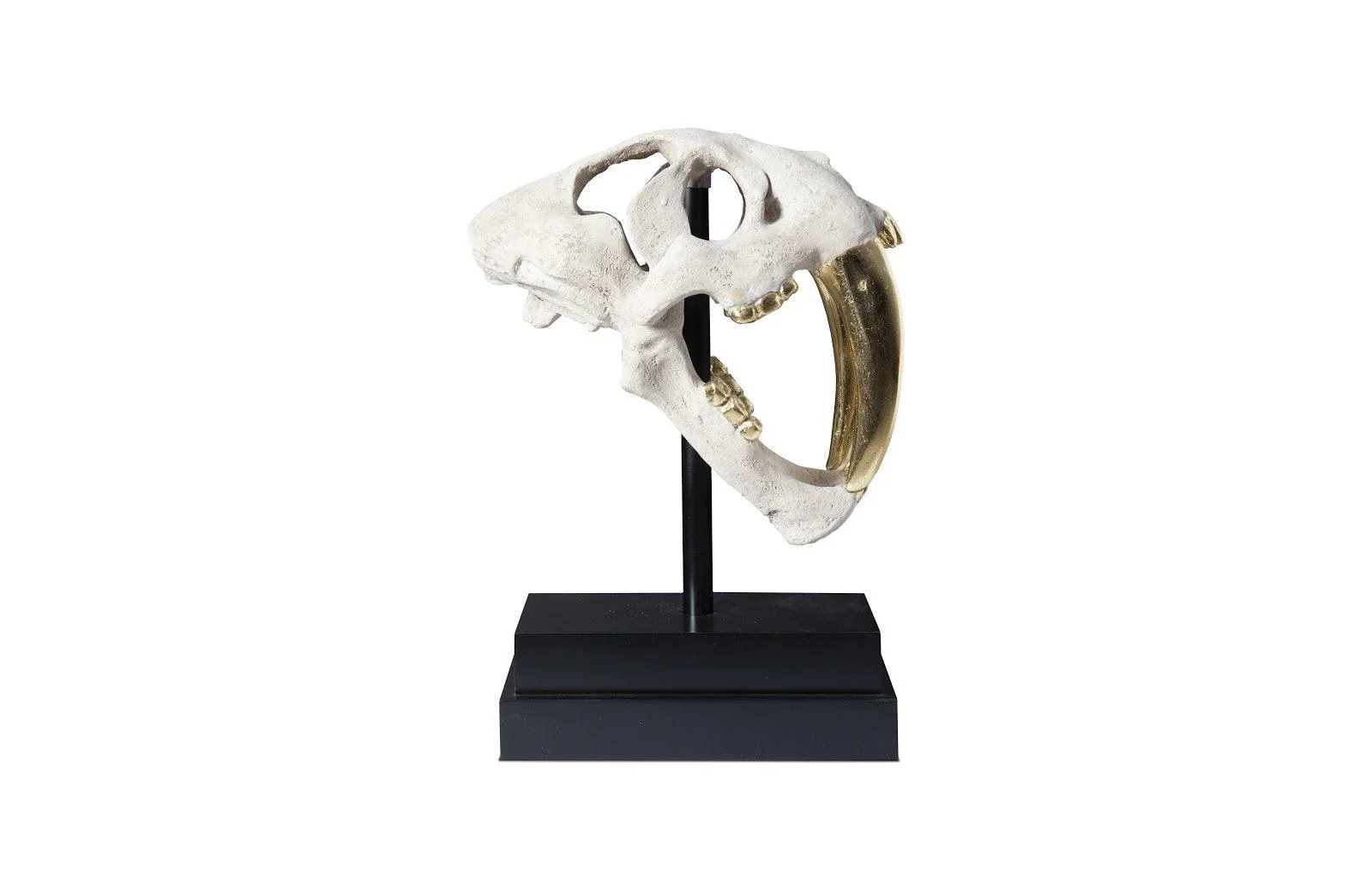 Saber Tooth Tiger Skull, Roman Stone - Remutear