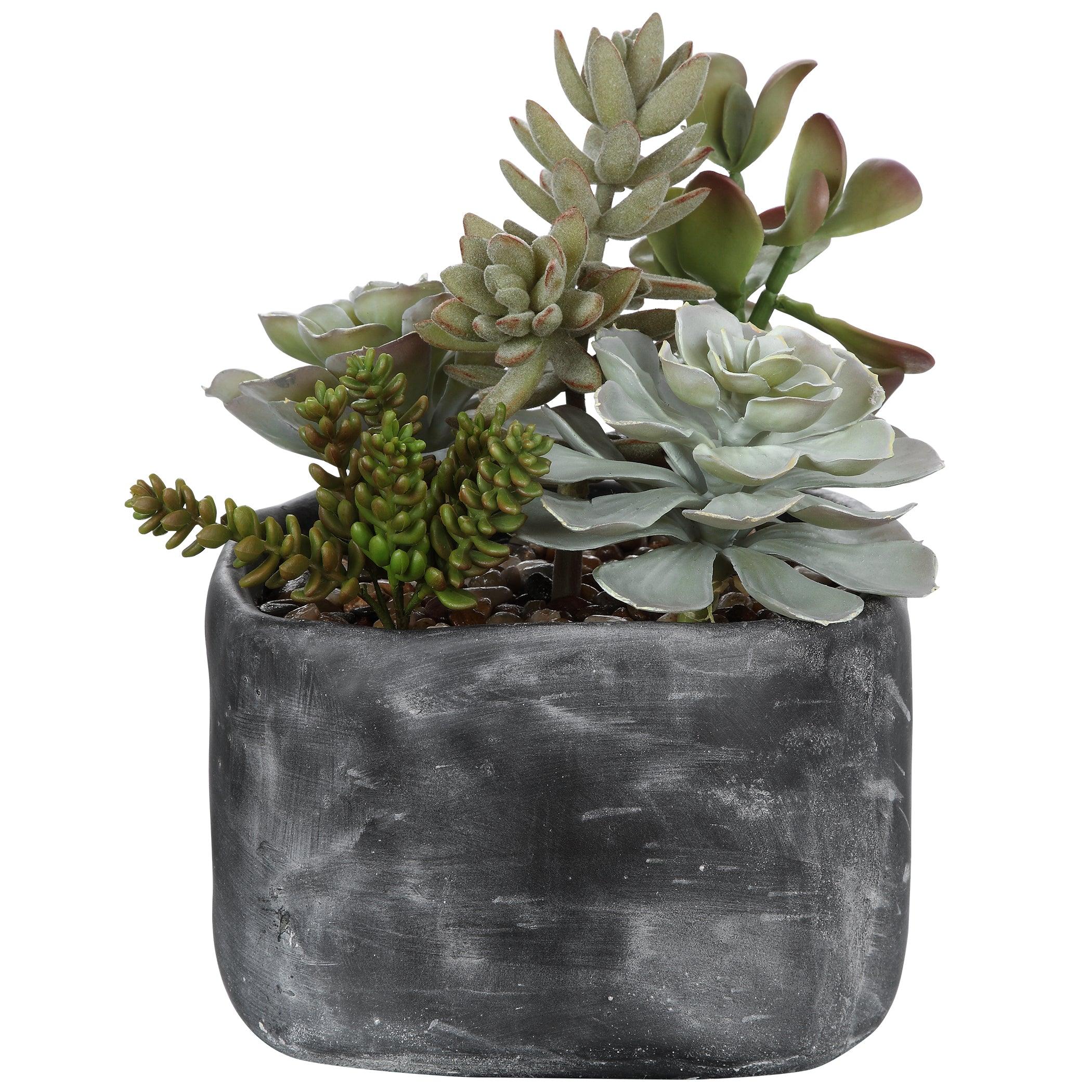Alverio Desert Garden Succulents - Remutear