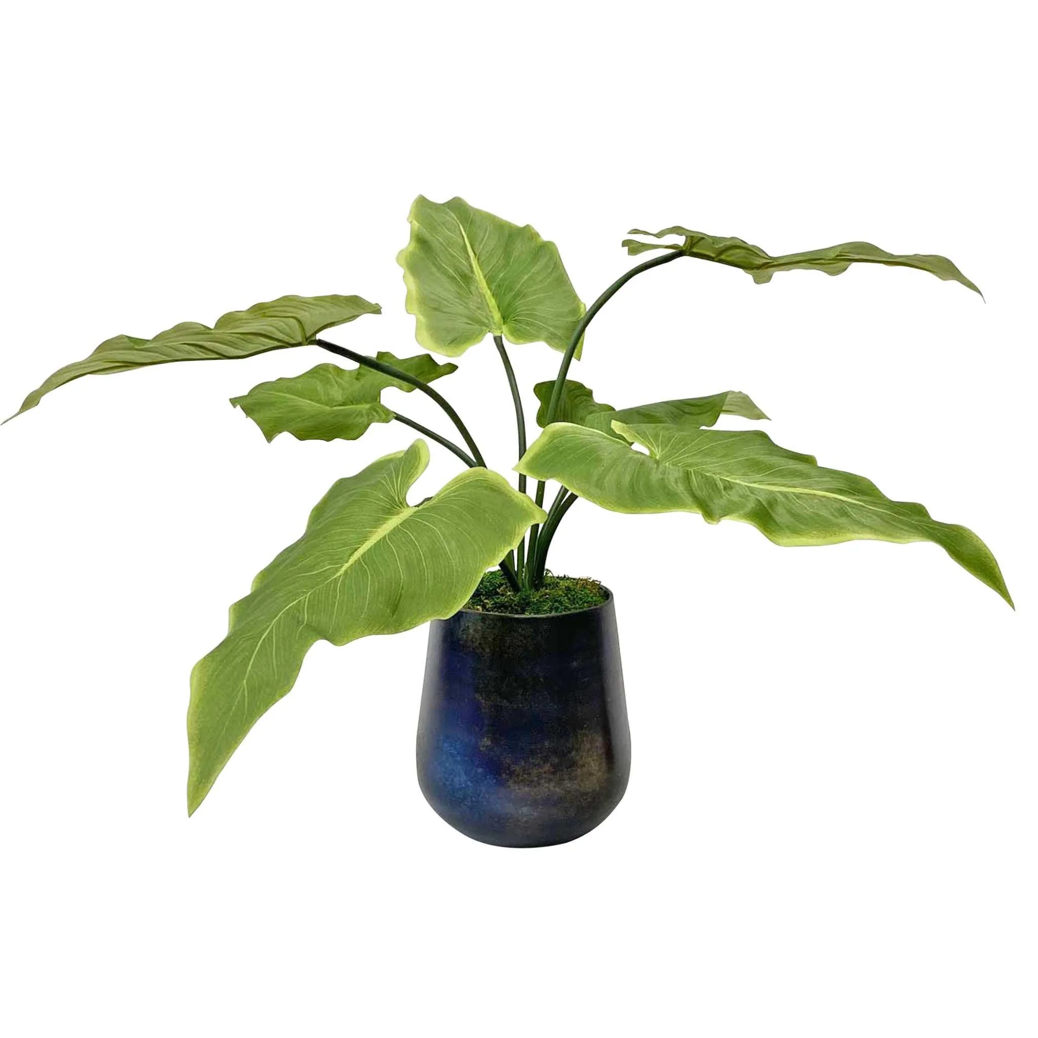 MARI CALLA ACCENT PLANT - Remutear