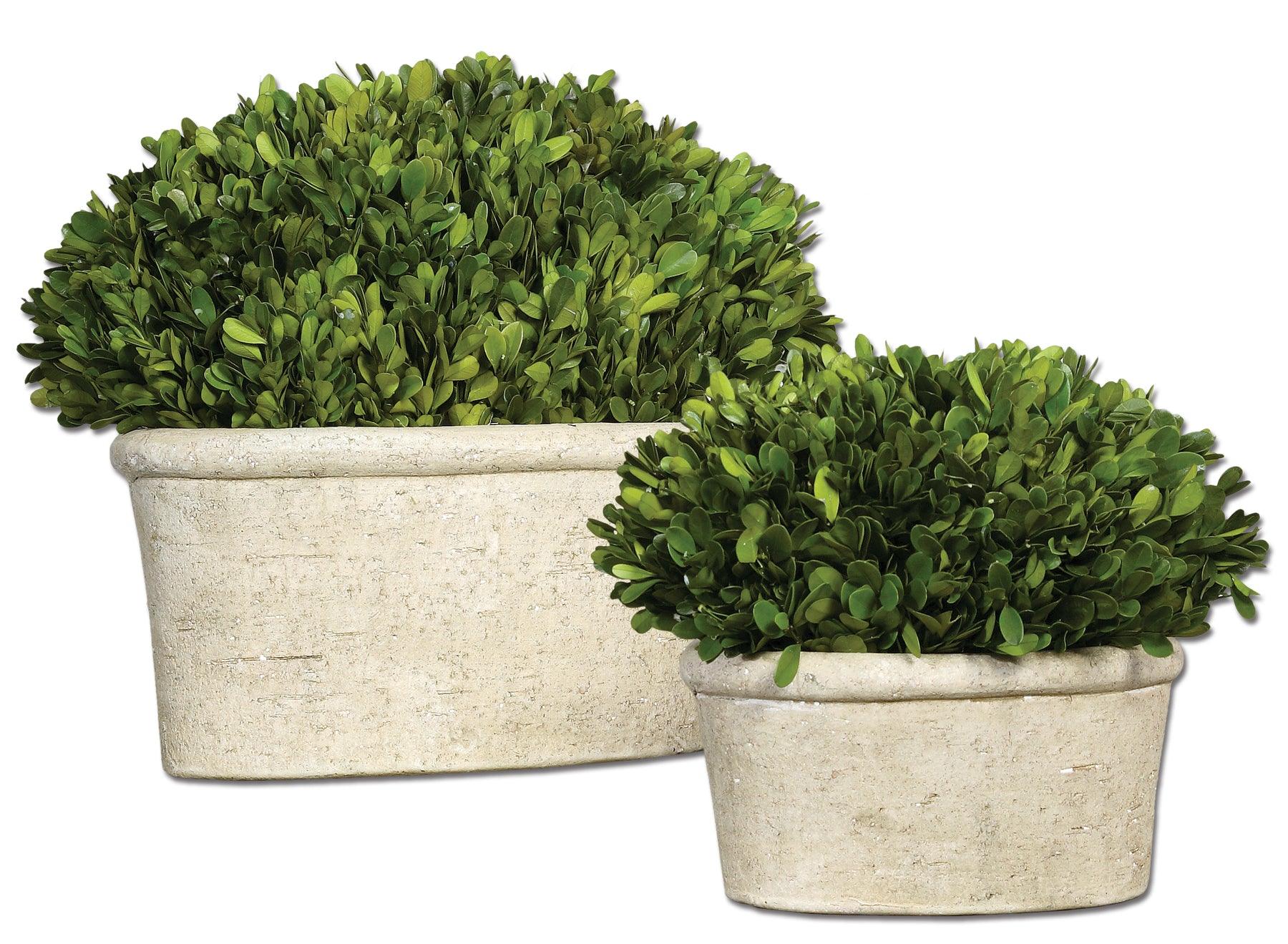 Oval Domes Preserved Boxwood Set/2 - Remutear