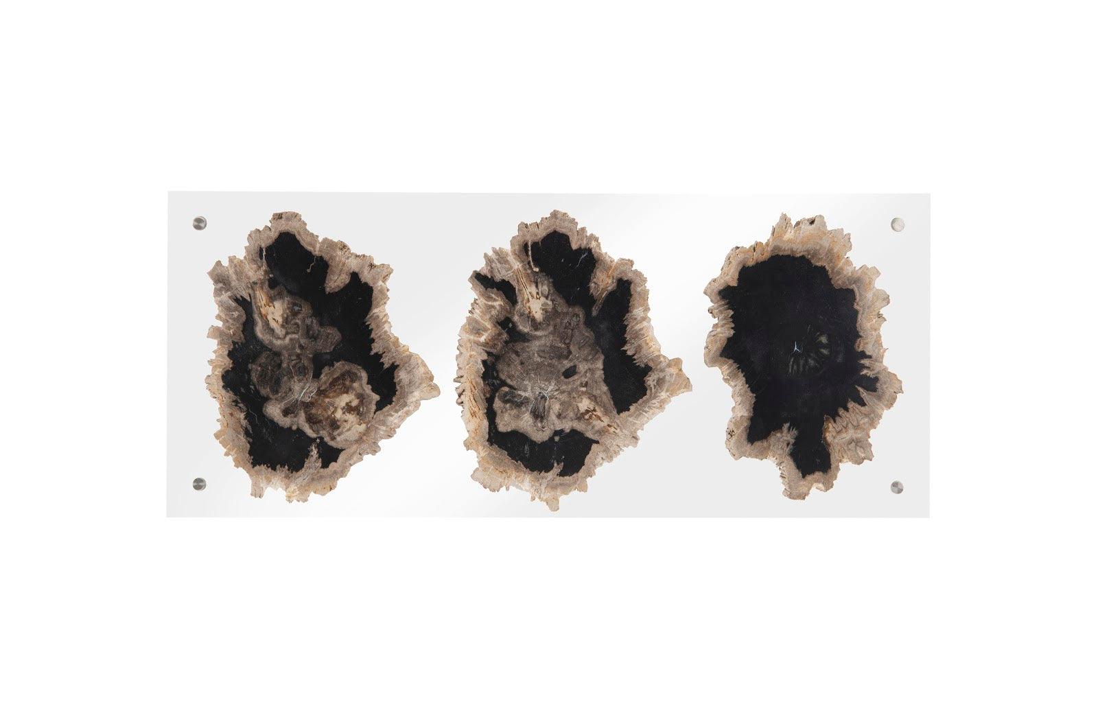 Floating Petrified Triple Slice Wall Art - Remutear