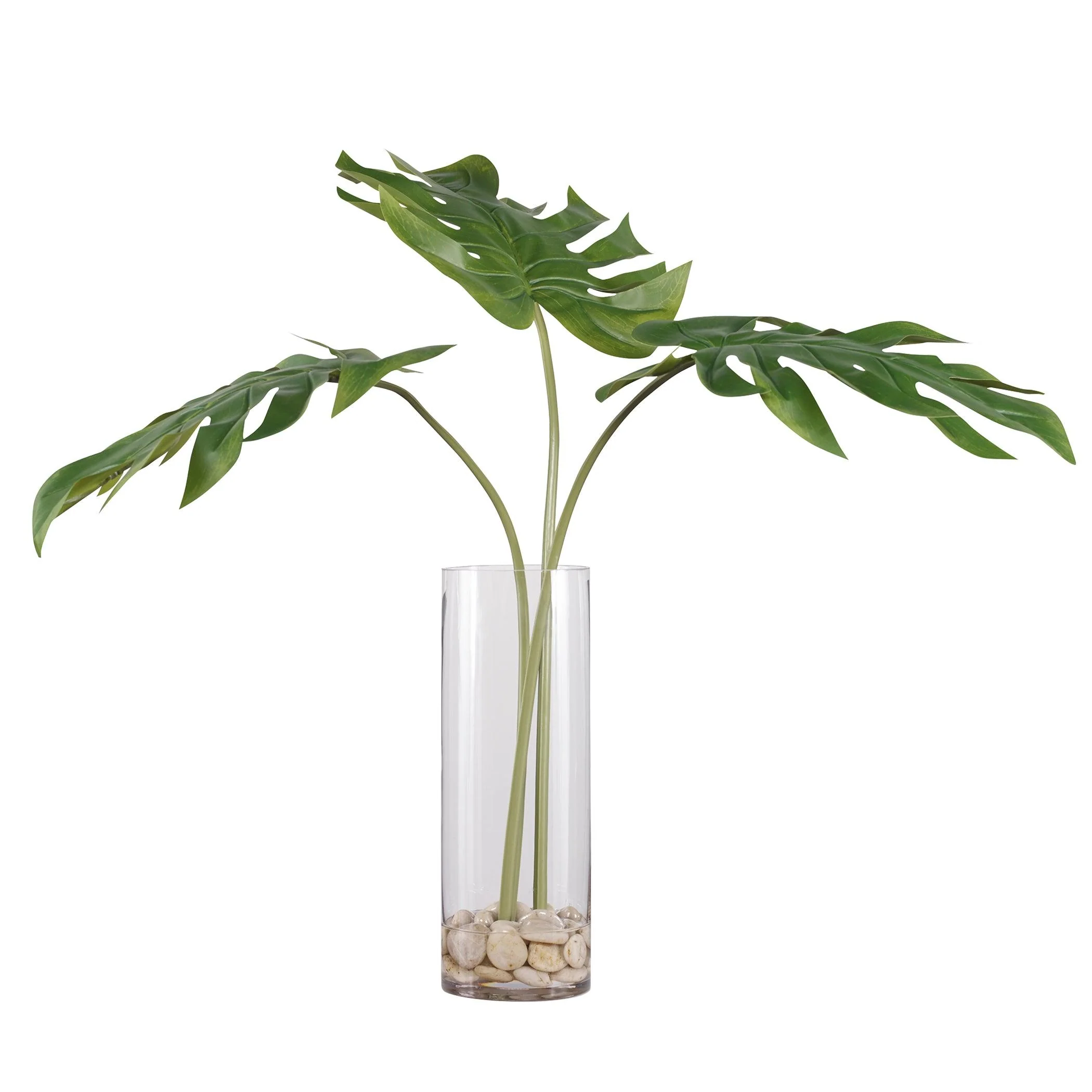 Ibero Split Leaf Palm - Remutear