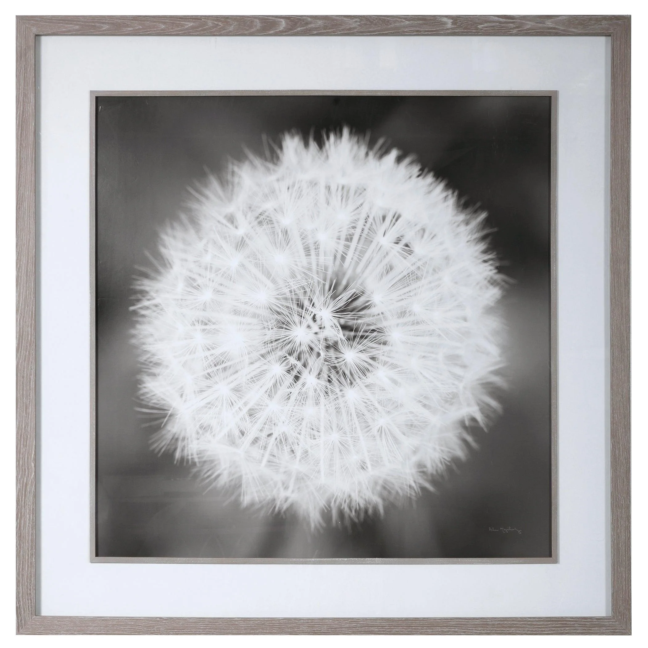 DANDELION SEEDHEAD FRAMED PRINT - Remutear