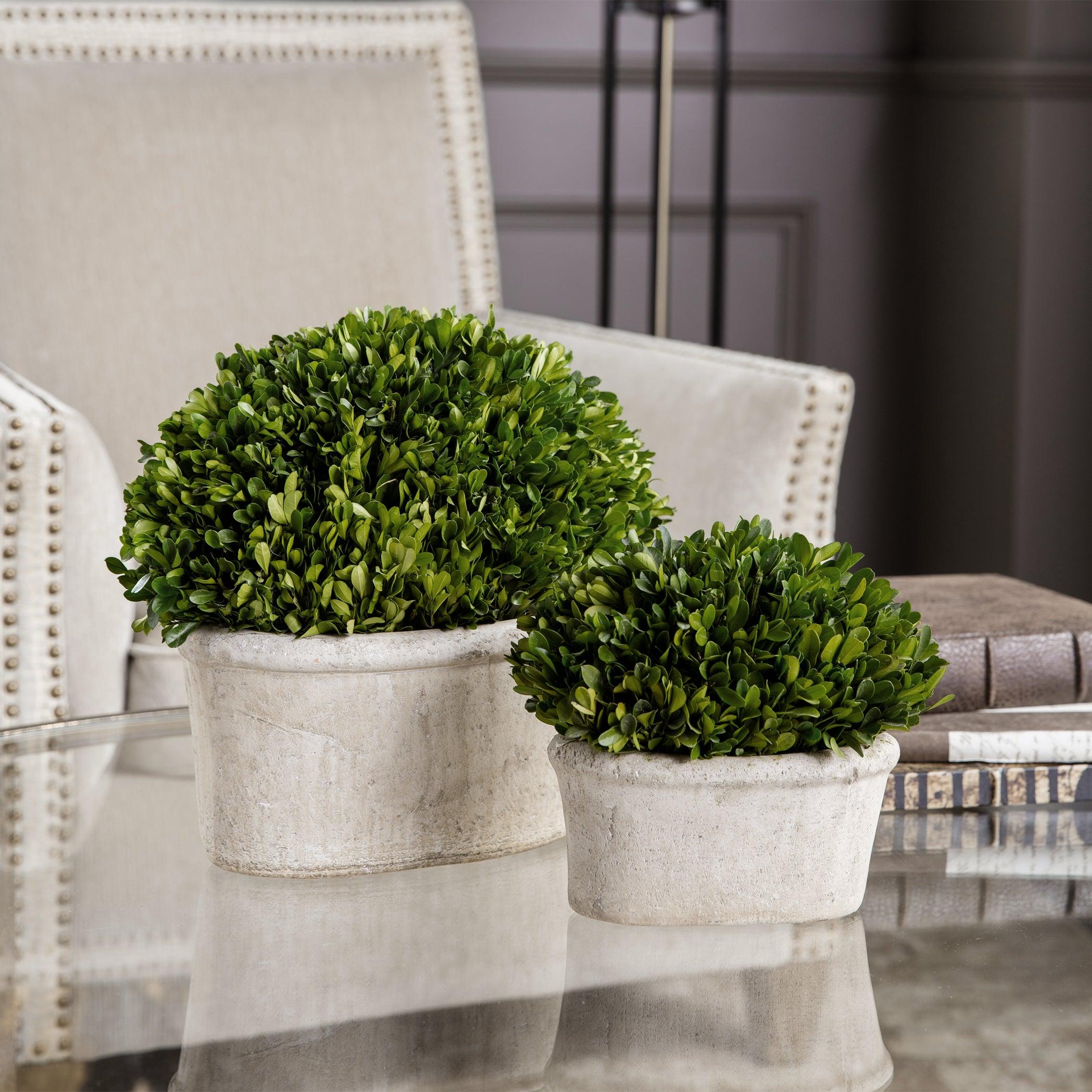 Oval Domes Preserved Boxwood Set/2 - Remutear
