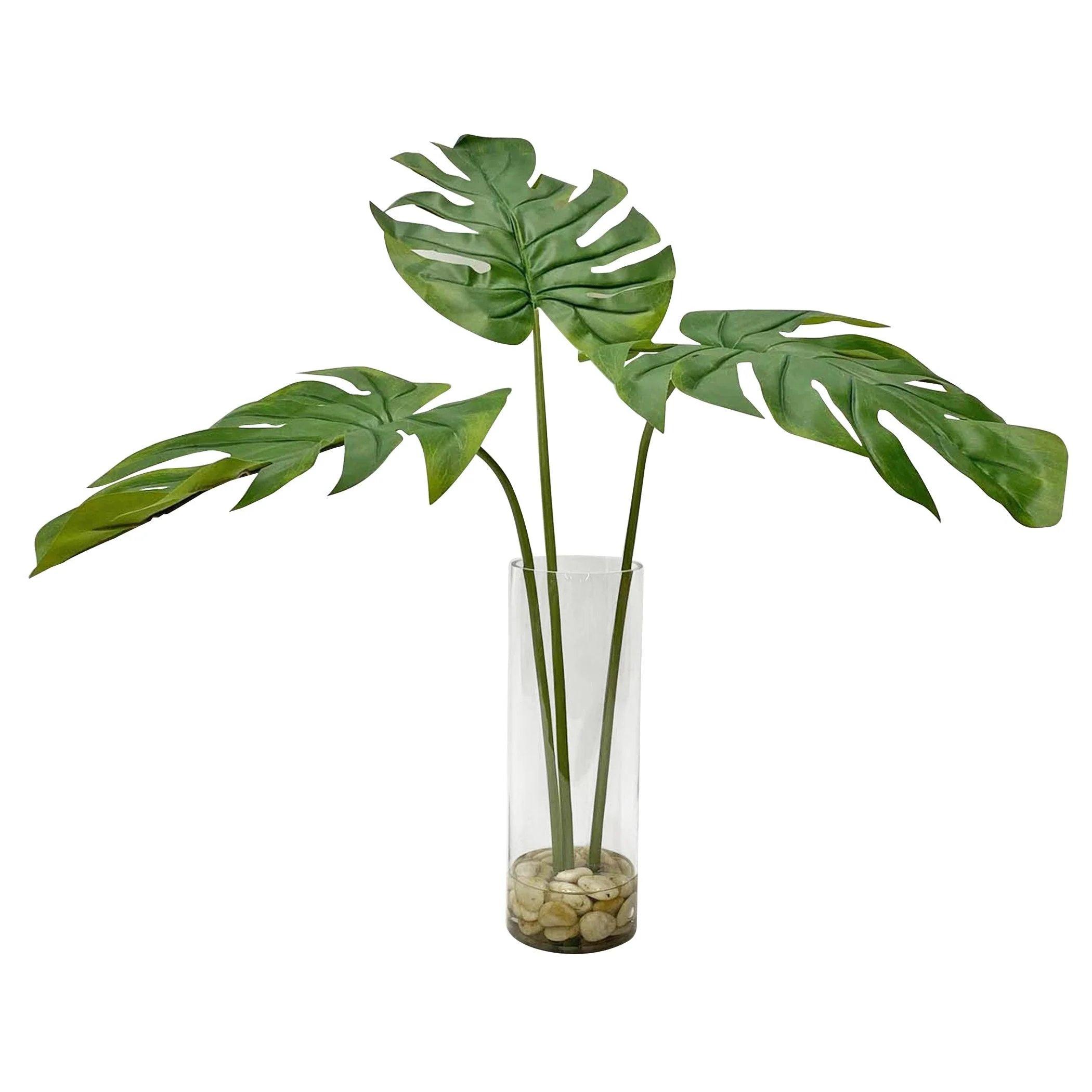Ibero Split Leaf Palm - Remutear